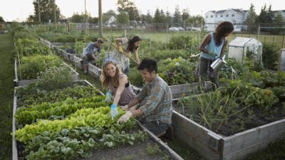 High school students volunteering in the garden to get hands on experience during spring break